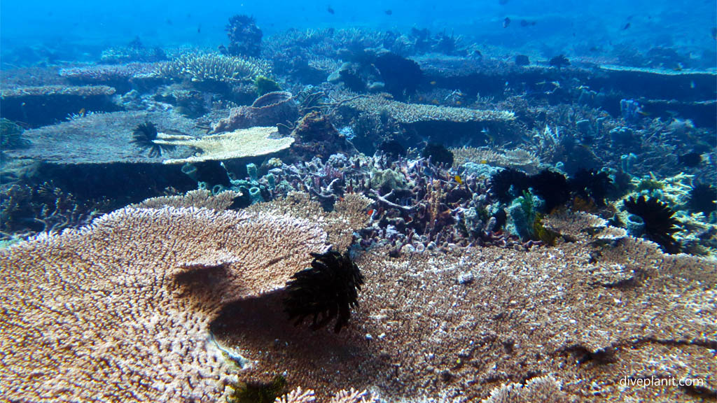 Even more Acropora a plenty diving Secret Reef at Gili Islands Lombok Indonesia by Diveplanit