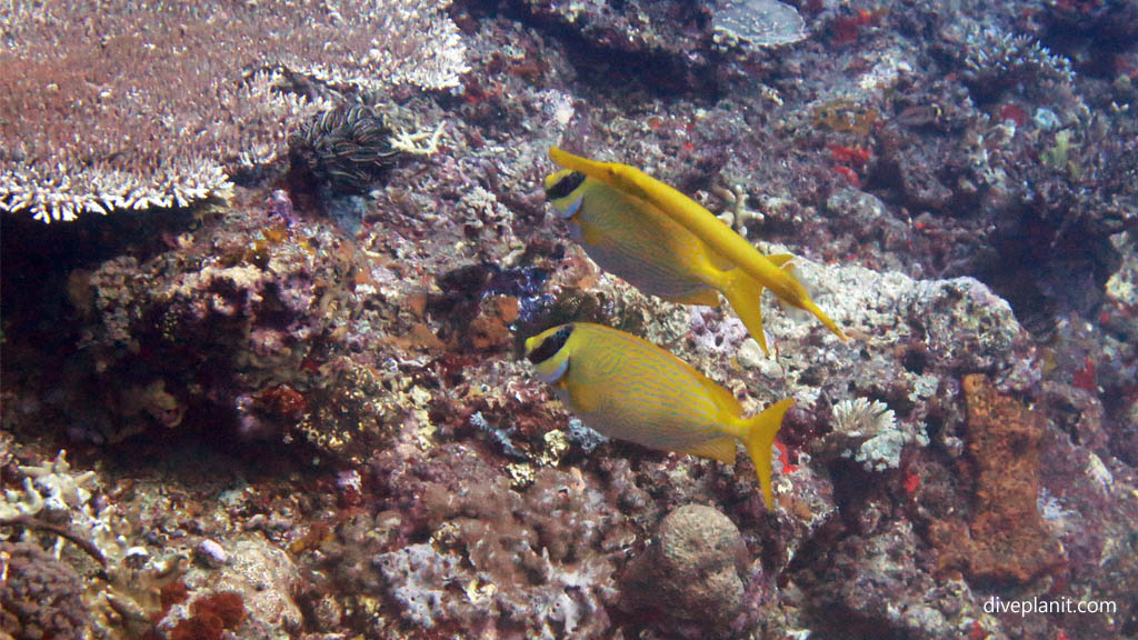 A trumpetfish hunting between two fox faced rabbitfish diving Secret Reef at Gili Islands Lombok Indonesia by Diveplanit