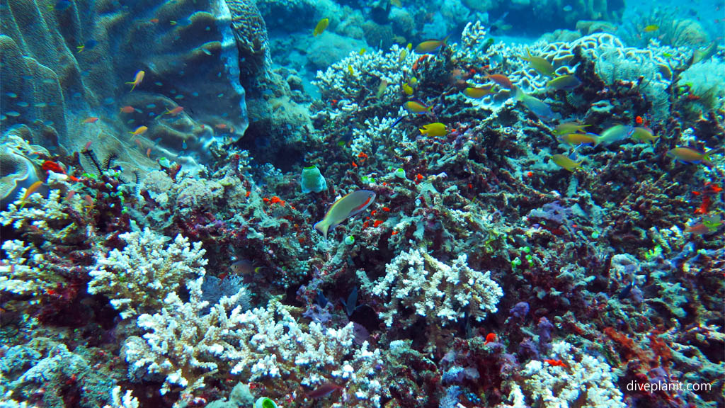 Reef scene with orange basslets diving Gili Selang at Bali Indonesia by Diveplanit