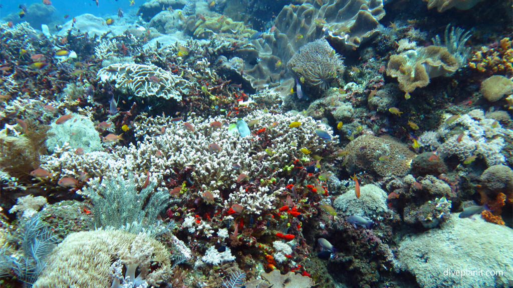 Colourful reef scene with mixed corals diving Gili Selang at Bali Indonesia by Diveplanit