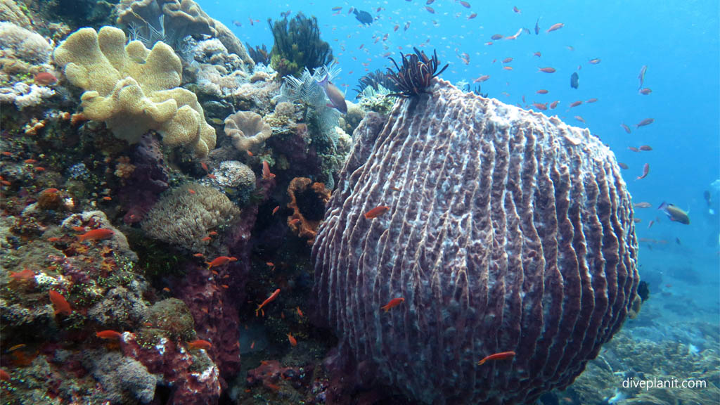 Big purple sponge vase diving Gili Selang at Bali Indonesia by Diveplanit