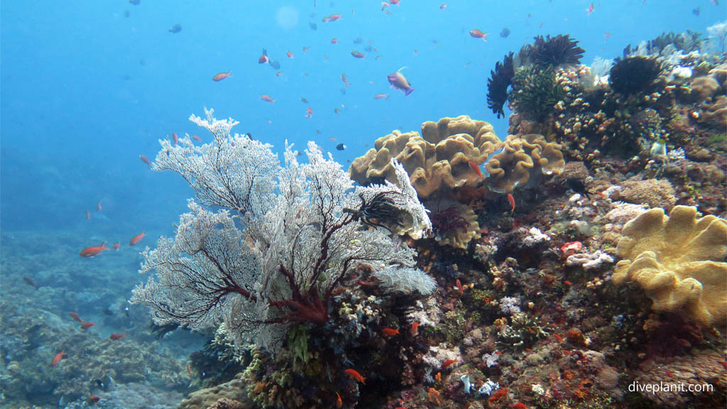 Basslets around a white sea fan diving Gili Selang at Bali Indonesia by Diveplanit