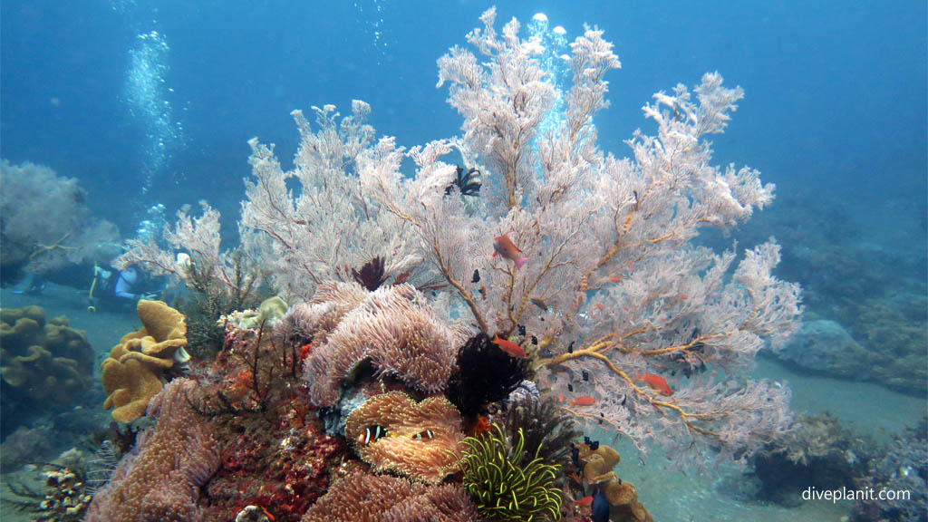Coral and clarity diving Gili Selang at Bali Indonesia by Diveplanit