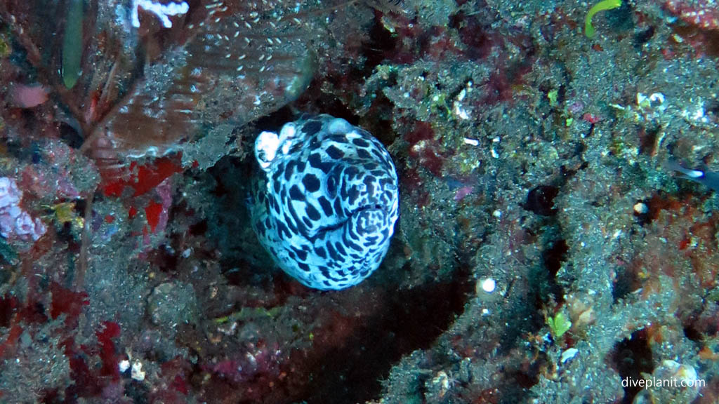 Spotted moray - I think my head's stuck diving The Japanese Wreck at Bali Indonesia by Diveplanit