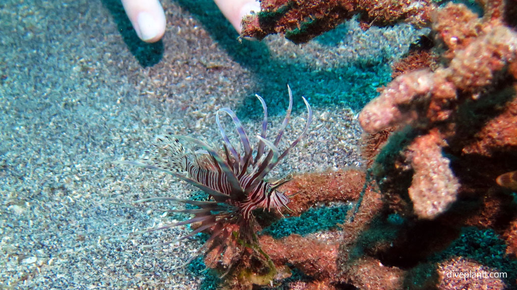 Small but common lionfish diving Black Rock near Manado at Thalassa Dive Resort North Sulawesi Indonesia by Diveplanit