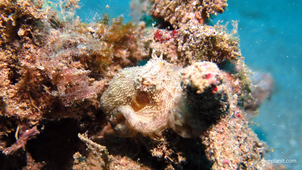 Tiny octopus diving Black Rock near Manado at Thalassa Dive Resort North Sulawesi Indonesia by Diveplanit