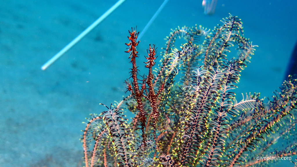 Ghost Pipefish on the end of the feather star fronds diving Black Rock near Manado at Thalassa Dive Resort North Sulawesi Indonesia by Diveplanit