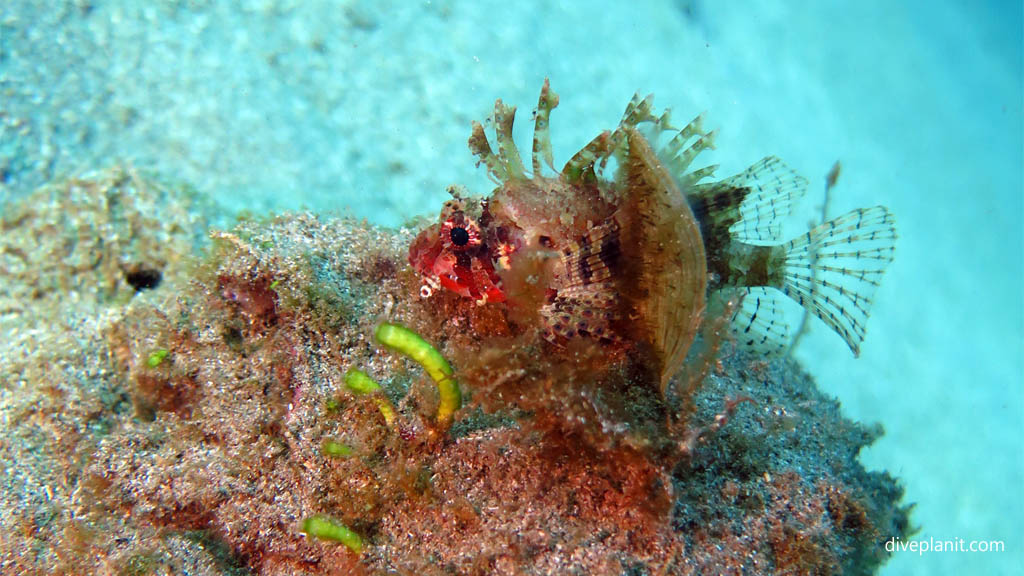 Dwarf lionfish diving Black Rock near Manado at Thalassa Dive Resort North Sulawesi diving Indonesia by Diveplanit