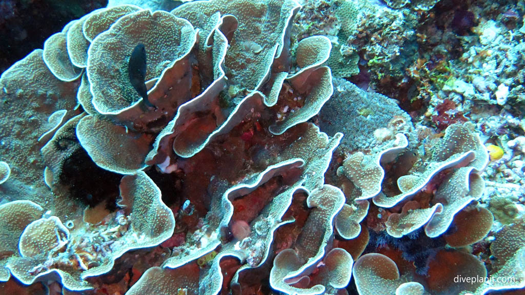 Beautifully formed cabbage coral diving Bunaken Point at Thalassa Dive Resort North Sulawesi Indonesia by Diveplanit