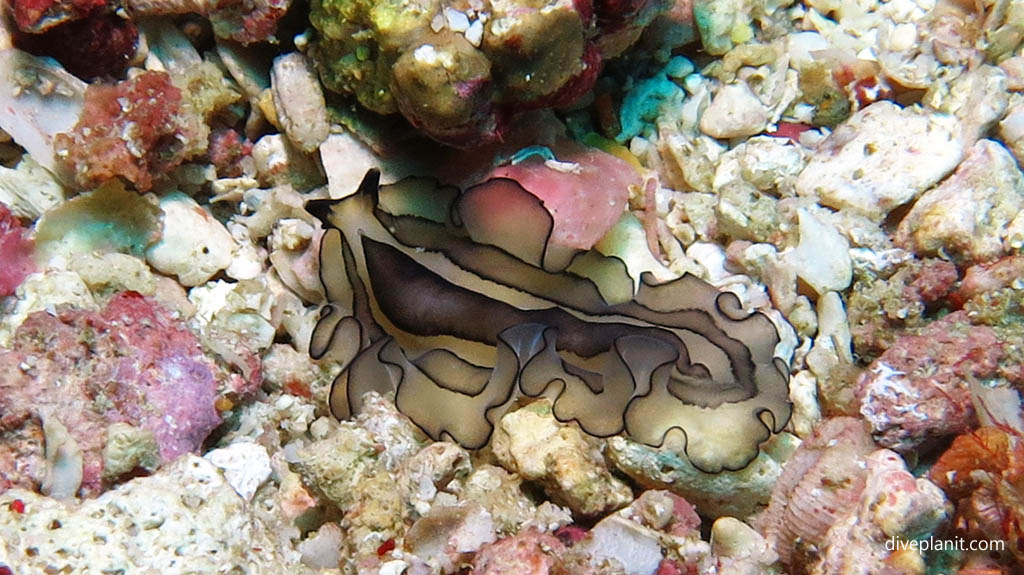 Polyclad flatworm diving Sahaung near Bangka Island at Thalassa Dive Resort North Sulawesi Indonesia by Diveplanit