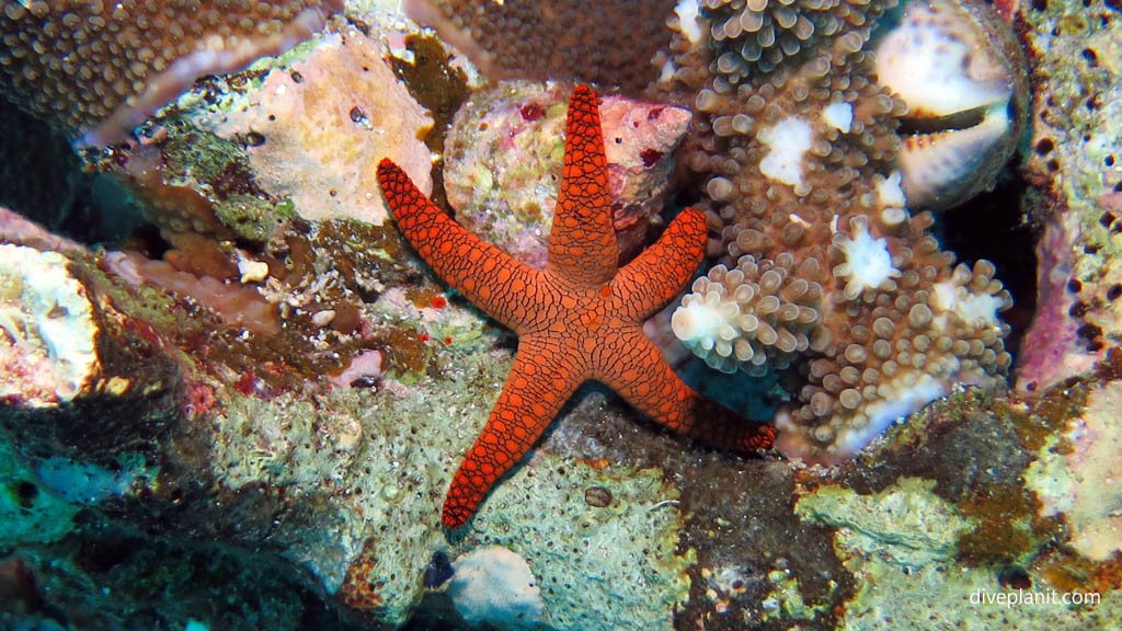 Mottled red starfish diving Sahaung near Bangka Island at Thalassa Dive Resort North Sulawesi Indonesia by Diveplanit