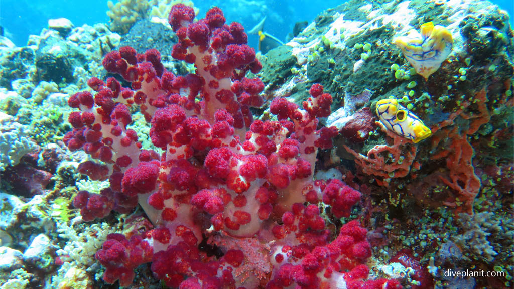 Red soft coral diving Sahaung near Bangka Island at Thalassa Dive Resort North Sulawesi Indonesia by Diveplanit