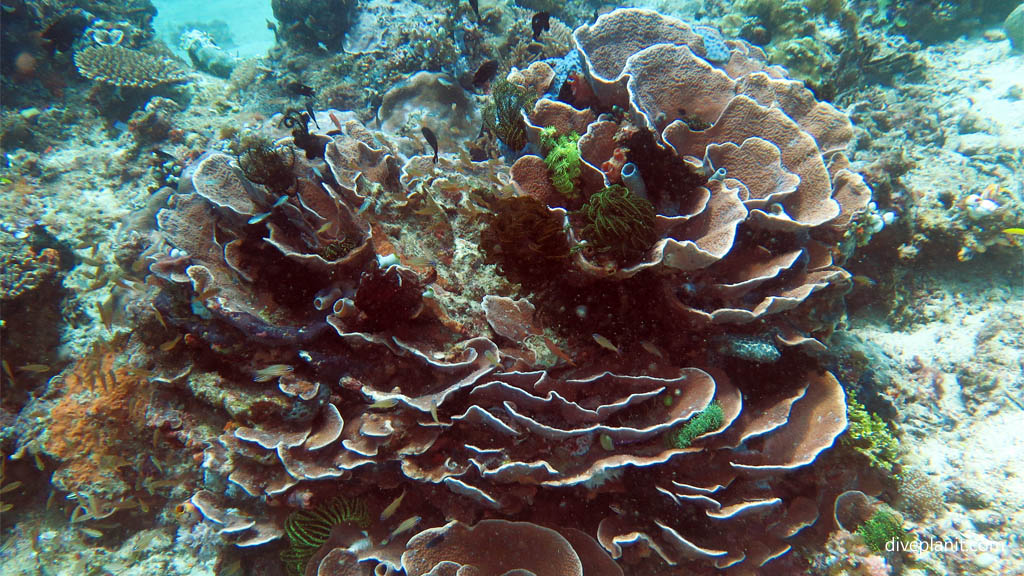 Lettuce coral stack with green featherstars diving Machiko Point near Bangka Island at Thalassa Dive Resort North Sulawesi Indonesia by Diveplanit