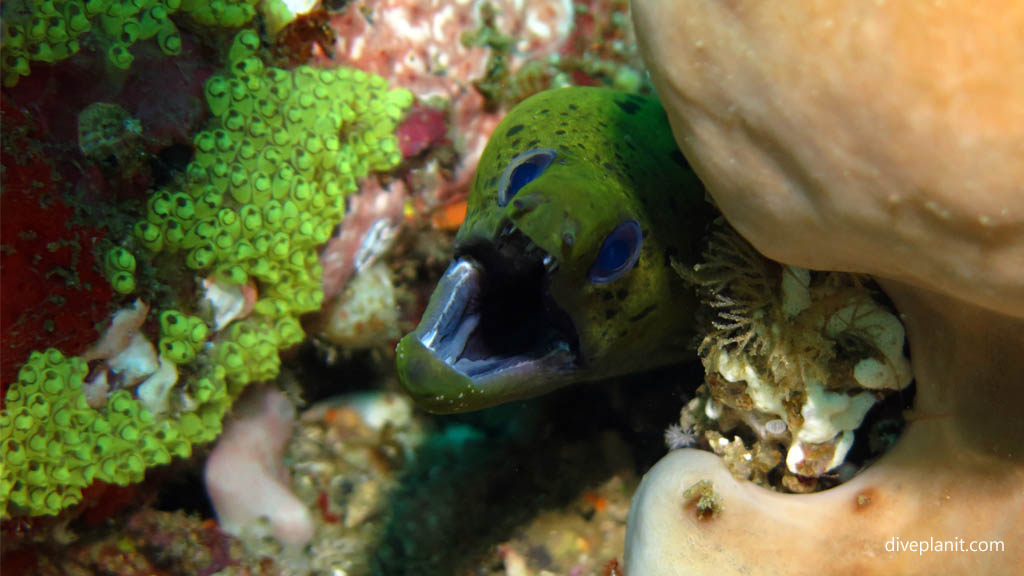 Undulated moray - bright green with his mum's blue eyes ;) diving Machiko Point near Bangka Island at Thalassa Dive Resort North Sulawesi Indonesia by Diveplanit