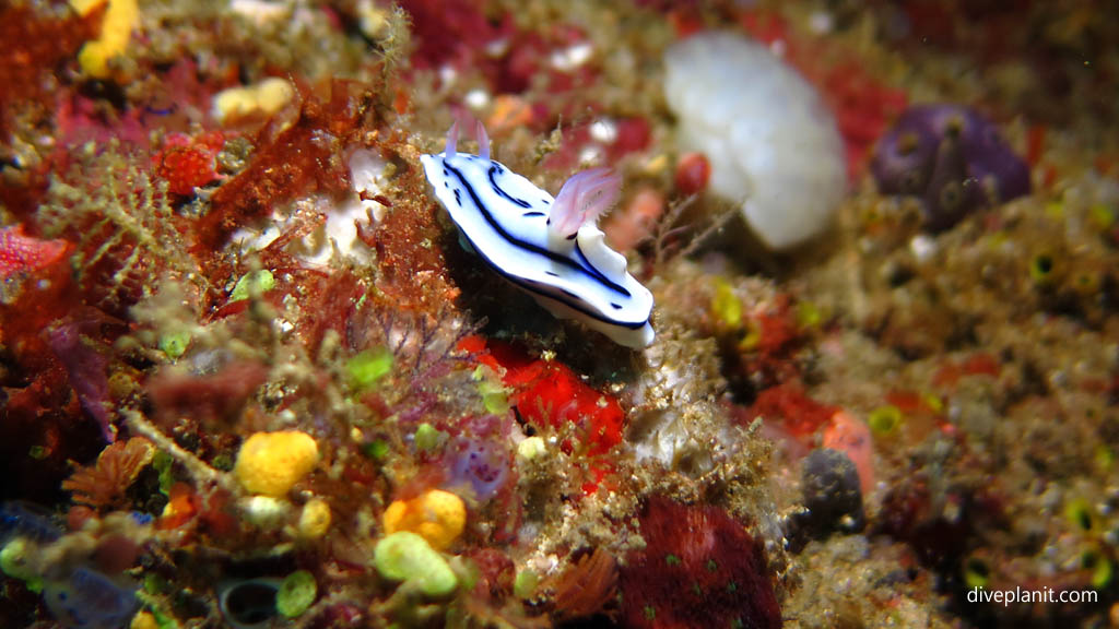 Nudi - White with blue stripes (race car) diving Machiko Point near Bangka Island at Thalassa Dive Resort North Sulawesi Indonesia by Diveplanit