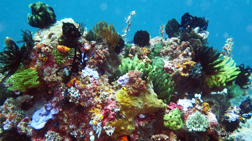 Massively colourful reef with sponges and featherstars diving Machiko Point near Bangka Island at Thalassa Dive Resort North Sulawesi Indonesia Diveplanit 6824 &Banner