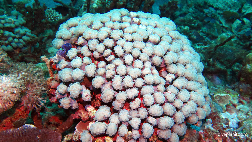 Soft coral diving Ibus Secret Garden at Thalassa Dive Resort North Sulawesi Indonesia Diveplanit 6997