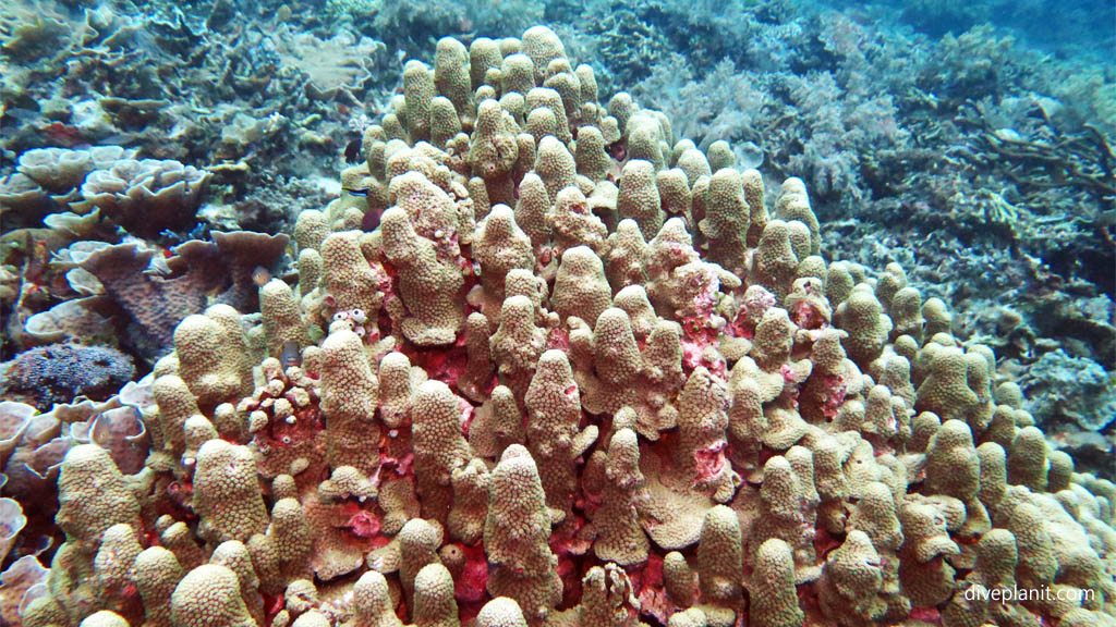 Pinnacle corals diving Ibus Secret Garden at Thalassa Dive Resort North Sulawesi Indonesia by Diveplanit