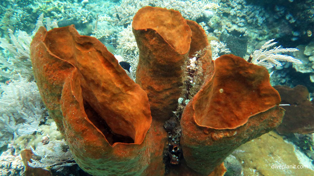Three amazing coral vases diving Ibus Secret Garden at Thalassa Dive Resort North Sulawesi Indonesia by Diveplanit