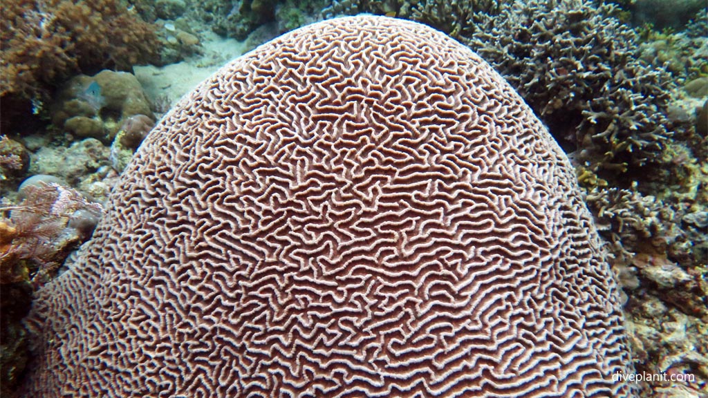 aMaze'ing coral hump diving Ibus Secret Garden at Thalassa Dive Resort North Sulawesi Indonesia by Diveplanit