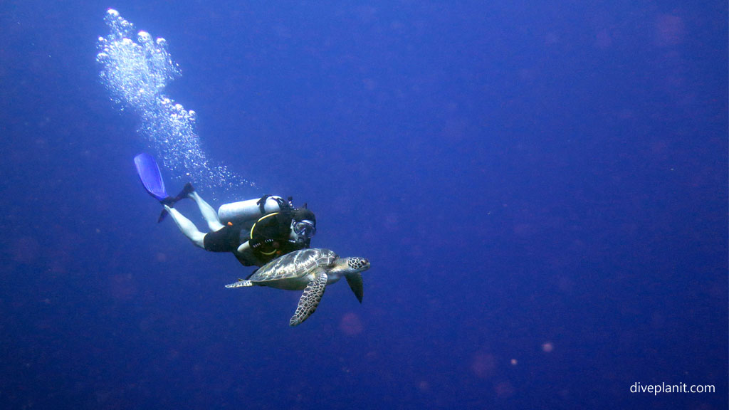 Swim up close with turtles diving Muka Kampung at Bunaken at Thalassa Dive Resort North Sulawesi diving Indonesia by Diveplanit