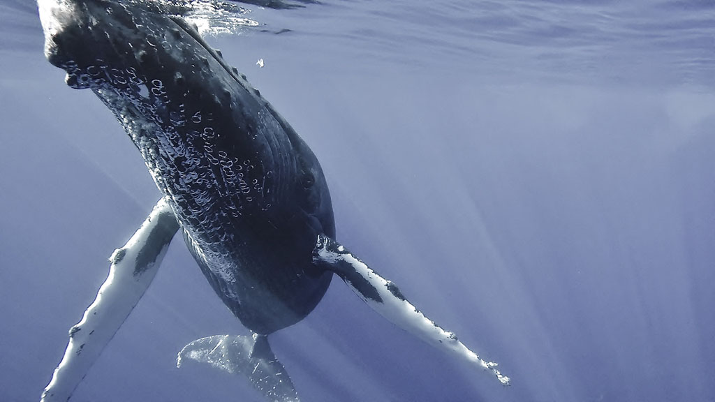 Humpback whale OneVoice Maui Chris Cilfone