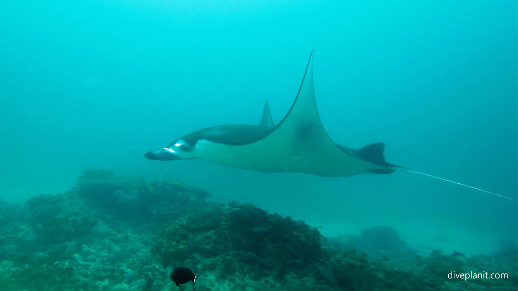 Manta Ray close up diving Manta Point Nusa Penida at Bali Indonesia by Diveplanit