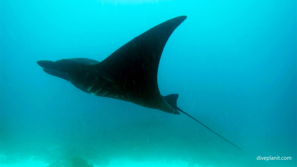 Black Manta diving Manta Point Nusa Penida at Bali Indonesia by Diveplanit