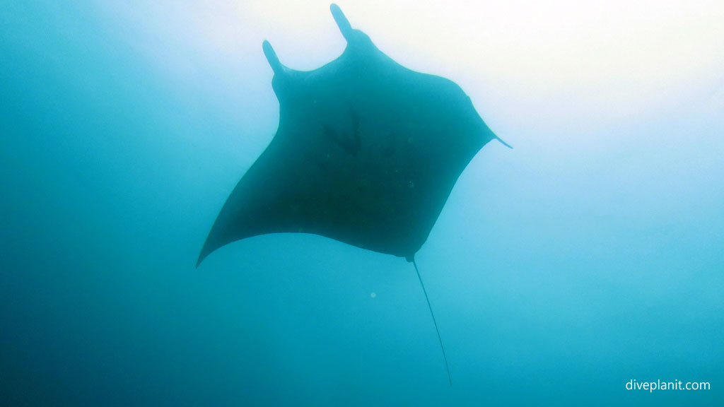 Manta silhouette overhead diving Manta Point Nusa Penida at Bali Indonesia by Diveplanit