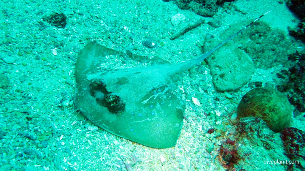 Blue Spotted Ray in the sand diving Manta Point Nusa Penida at Bali Indonesia by Diveplanit