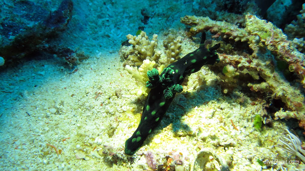 Crested Nembrotha-black rhinophores-aka the green dragon diving Nusa Lembongan at Bali Indonesia by Diveplanit