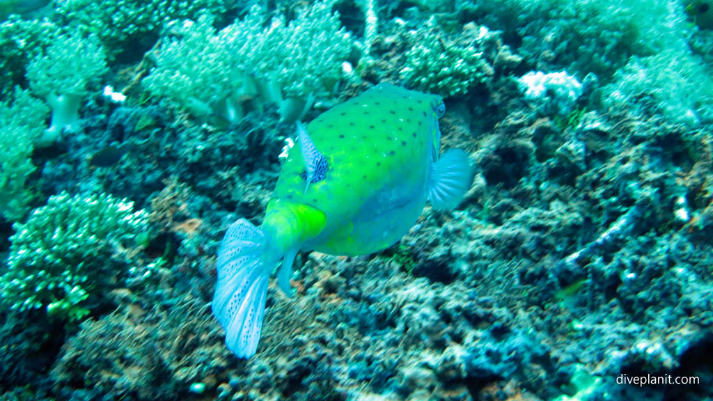 Adult Yellow Box fish diving Nusa Lembongan at Bali Indonesia by Diveplanit