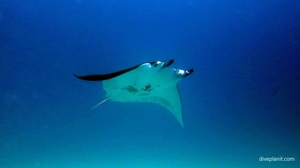 Manta soars overhead at Wreck diving Lady Elliot Island on the southern Great Barrier Reef home to turtles and frequented by manta rays Diveplanit Blog