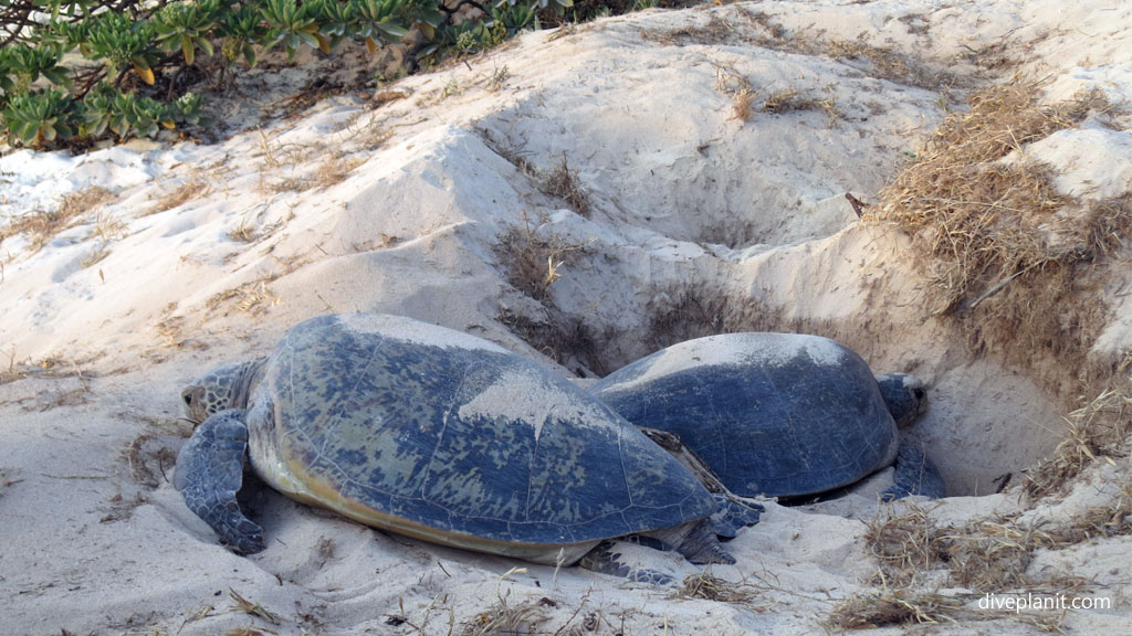 Nesting turtles on southern Great Barrier Reef Island also frequented by manta rays Diveplanit Blog