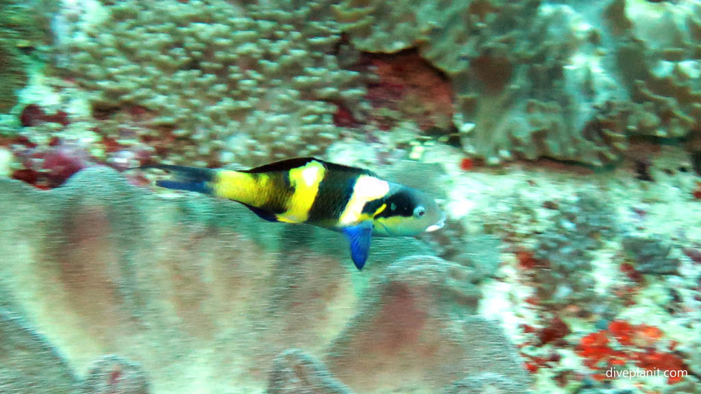 Some kind of barred wrasse making a dash for it diving Manta Point Nusa Penida at Bali Indonesia by Diveplanit