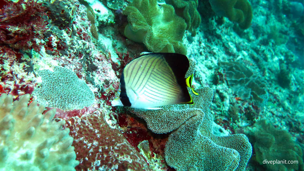 Indian Vagabond Butterflyfish diving Manta Point Nusa Penida at Bali Indonesia by Diveplanit