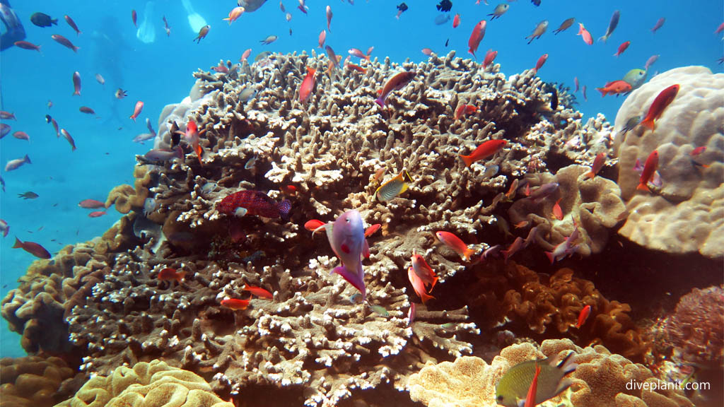 Basslets and Damsels aplenty diving Crystal Bay Nusa Penida at Bali Indonesia by Diveplanit