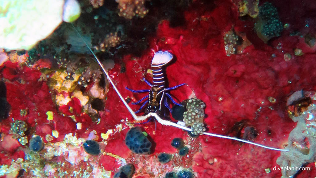 Painted spiney lobster diving Nusa Lembongan at Bali Indonesia by Diveplanit