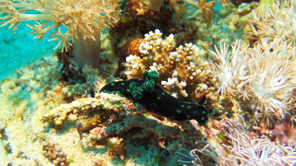 Crested Nembrotha-black rhinophores-aka the green dragon diving Nusa Lembongan at Bali Indonesia by Diveplanit