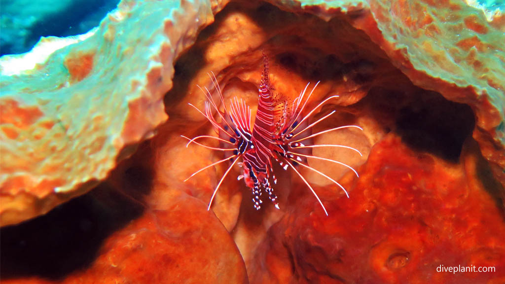 Juvenile lionfish inside coral with anemonefish for scale diving Nusa Lembongan at Bali Indonesia by Diveplanit