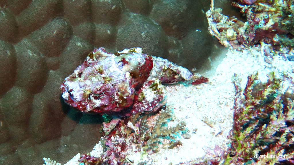 Devil Scorpion fish diving Nusa Lembongan at Bali Indonesia by Diveplanit