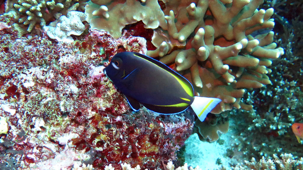 The eye-bar white-cheek or even velvet surgeon note the bar under the eye diving Nusa Lembongan at Bali Indonesia by Diveplanit