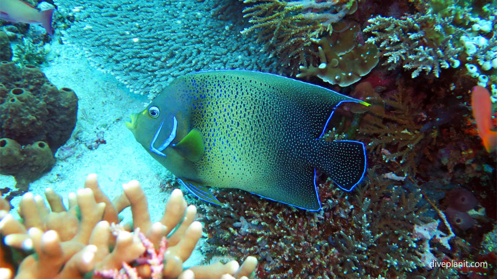 Blue Angelfish; note the spine on the gill cover diving Nusa Lembongan at Bali Indonesia by Diveplanit