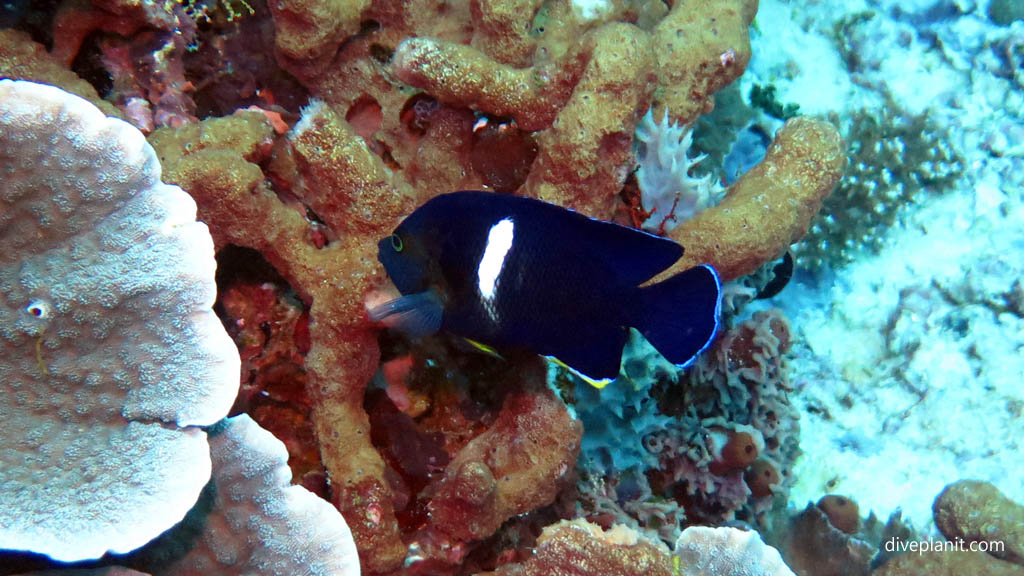 Keyhole angelfish diving Nusa Lembongan at Bali Indonesia by Diveplanit