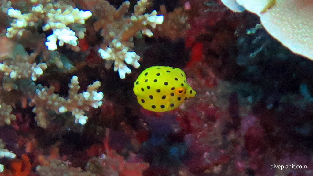 Juvenile yellow box fish diving Nusa Lembongan at Bali Indonesia by Diveplanit