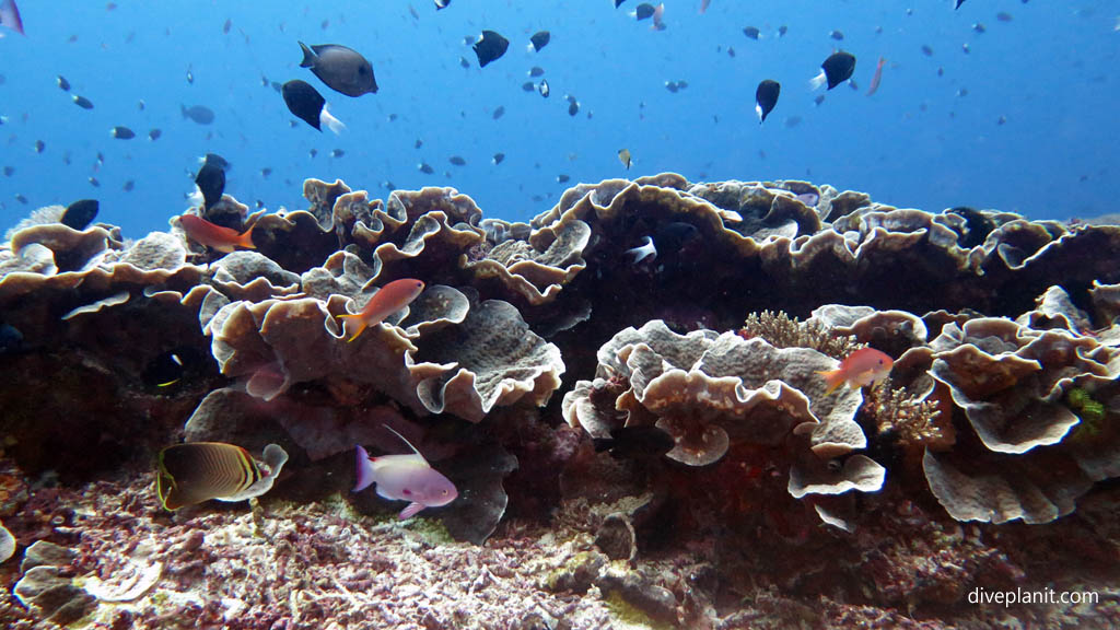 Basslets, Pullers, Butterflies and surgeons diving Nusa Lembongan at Bali Indonesia by Diveplanit