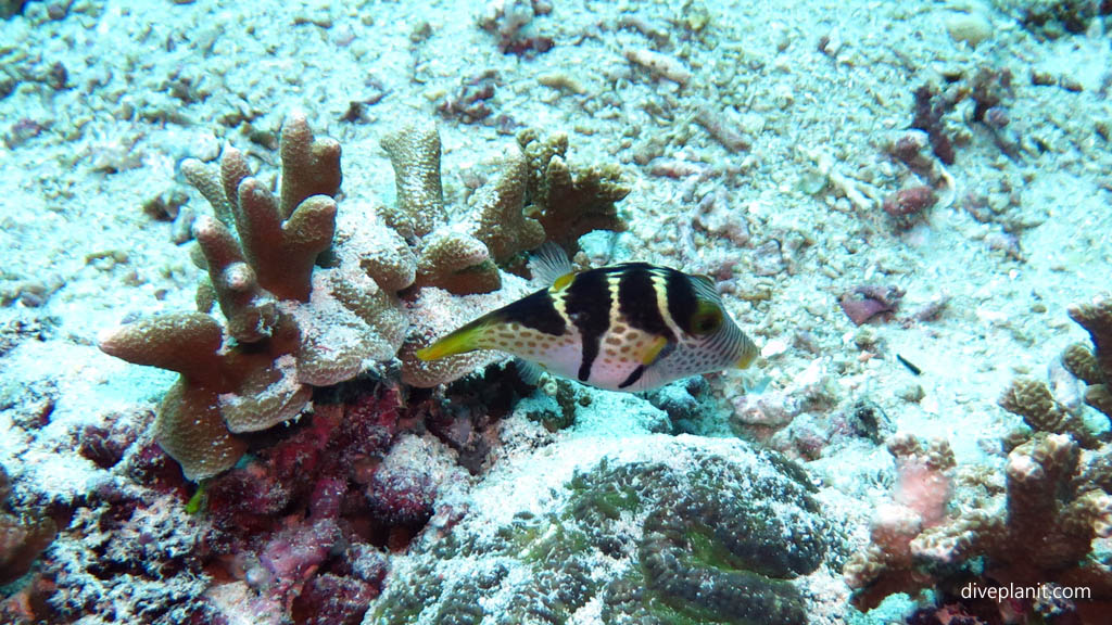 Mimic filefish - mimics the Three saddle toby diving Nusa Lembongan at Bali Indonesia by Diveplanit