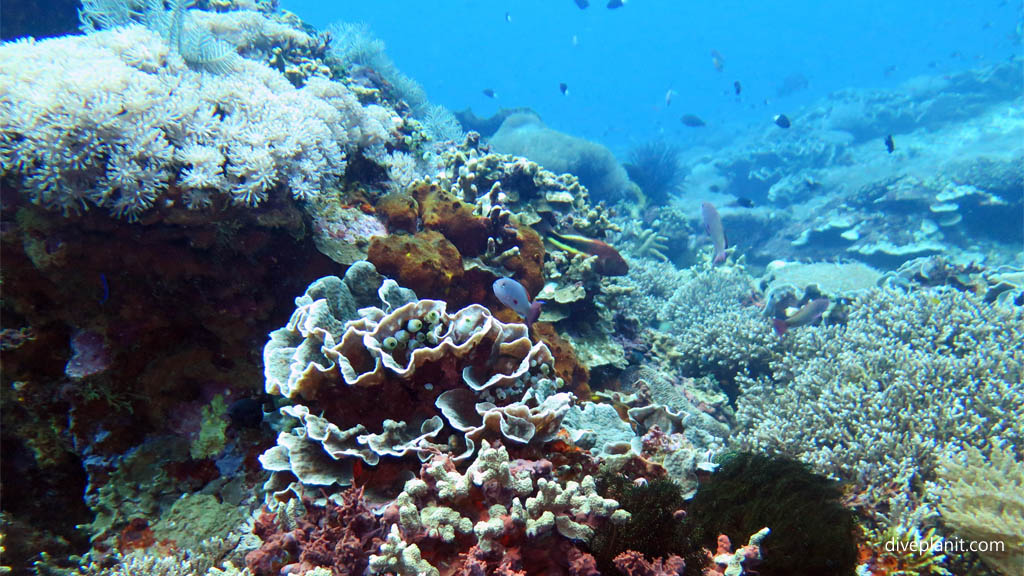 Pretty coral stack with Anthias and Hawkfish diving Nusa Lembongan at Bali Indonesia by Diveplanit