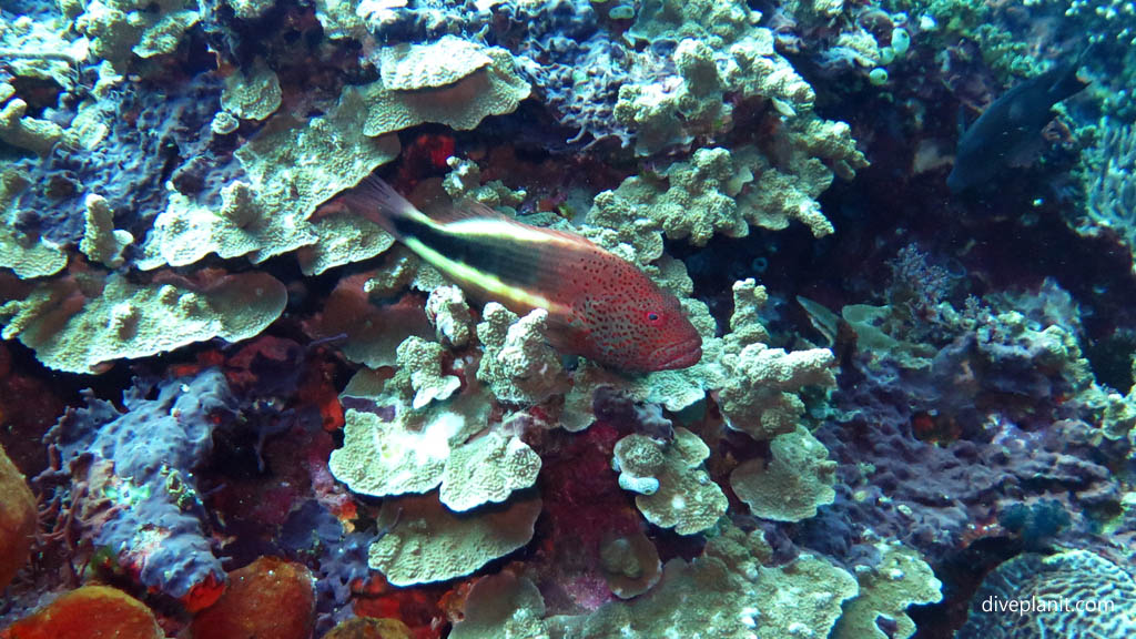 Forsters Hawkfish diving Nusa Lembongan at Bali Indonesia by Diveplanit