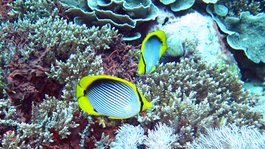 Black back butterflyfish diving Nusa Lembongan at Bali Indonesia by Diveplanit